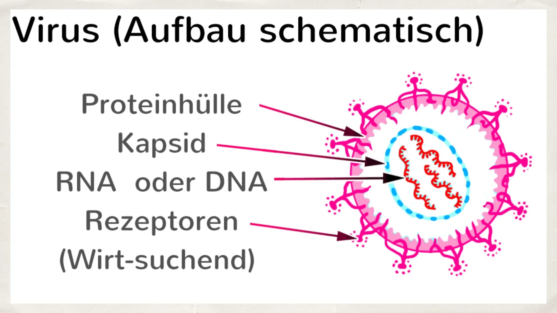 Viren
A Inhaltsverzeichnis
Was ist ein Virus?
* Struktur
+ Wie wirkt Virus im Körper?
Unterschied zwischen Viren und Bakterien
→ Spanische G