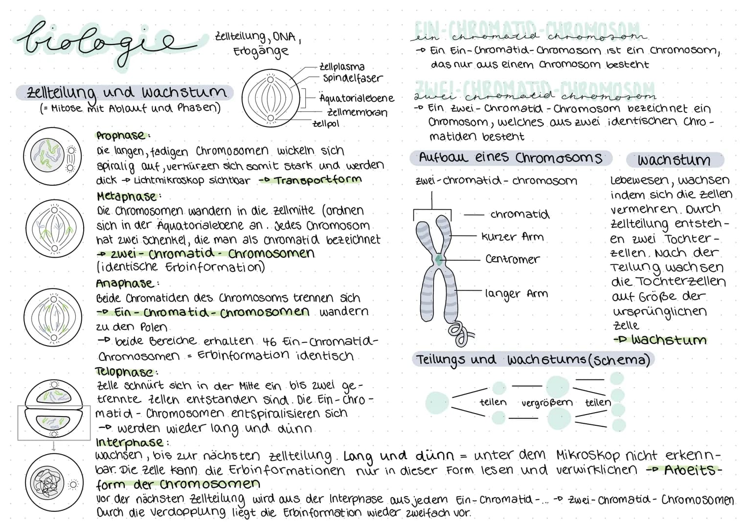 biologie
Zellteilung und wachstum
(= Mitose mit Ablauf und Phasen)
())
8
O
Zellteilung, ONA,
Erbgänge
Zellplasma
•Spindelfaser
Äquatorialebe