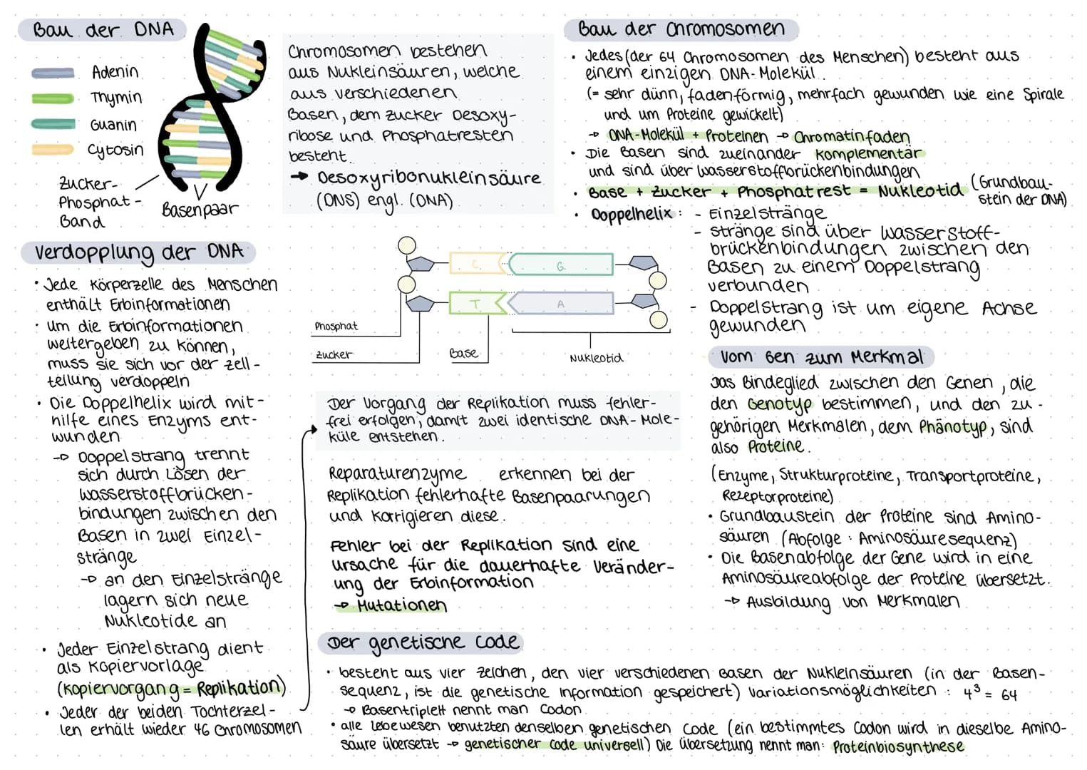 biologie
Zellteilung und wachstum
(= Mitose mit Ablauf und Phasen)
())
8
O
Zellteilung, ONA,
Erbgänge
Zellplasma
•Spindelfaser
Äquatorialebe