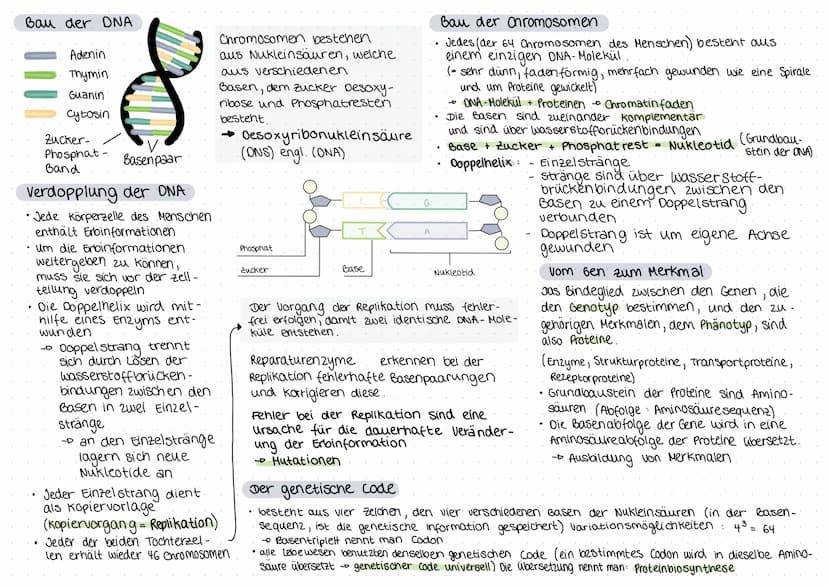 biologie
Zellteilung und wachstum
(= Mitose mit Ablauf und Phasen)
())
8
O
Zellteilung, ONA,
Erbgänge
Zellplasma
•Spindelfaser
Äquatorialebe