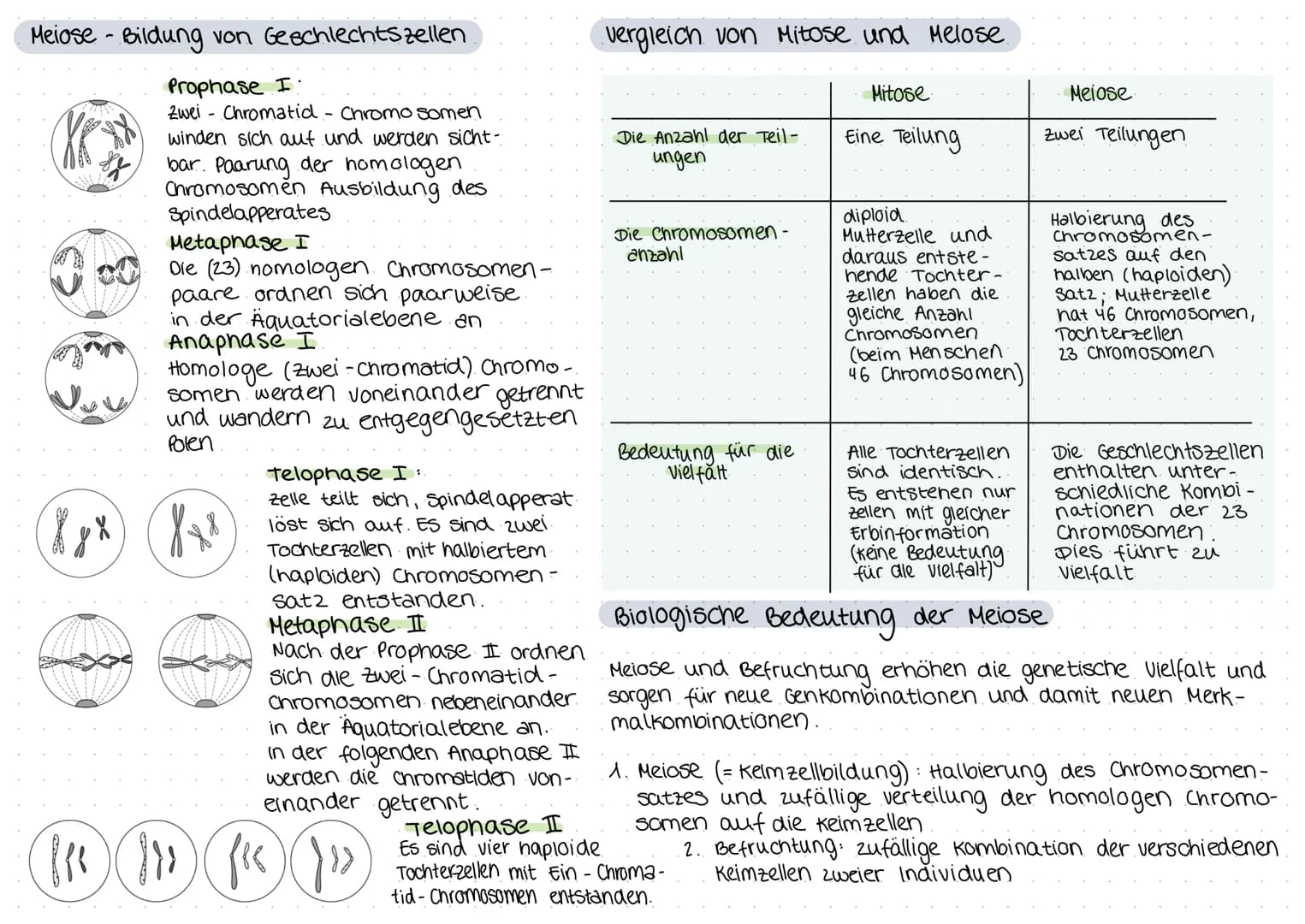 biologie
Zellteilung und wachstum
(= Mitose mit Ablauf und Phasen)
())
8
O
Zellteilung, ONA,
Erbgänge
Zellplasma
•Spindelfaser
Äquatorialebe