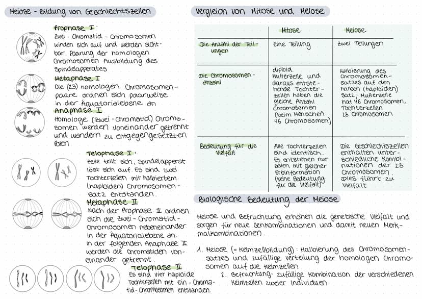 biologie
Zellteilung und wachstum
(= Mitose mit Ablauf und Phasen)
())
8
O
Zellteilung, ONA,
Erbgänge
Zellplasma
•Spindelfaser
Äquatorialebe
