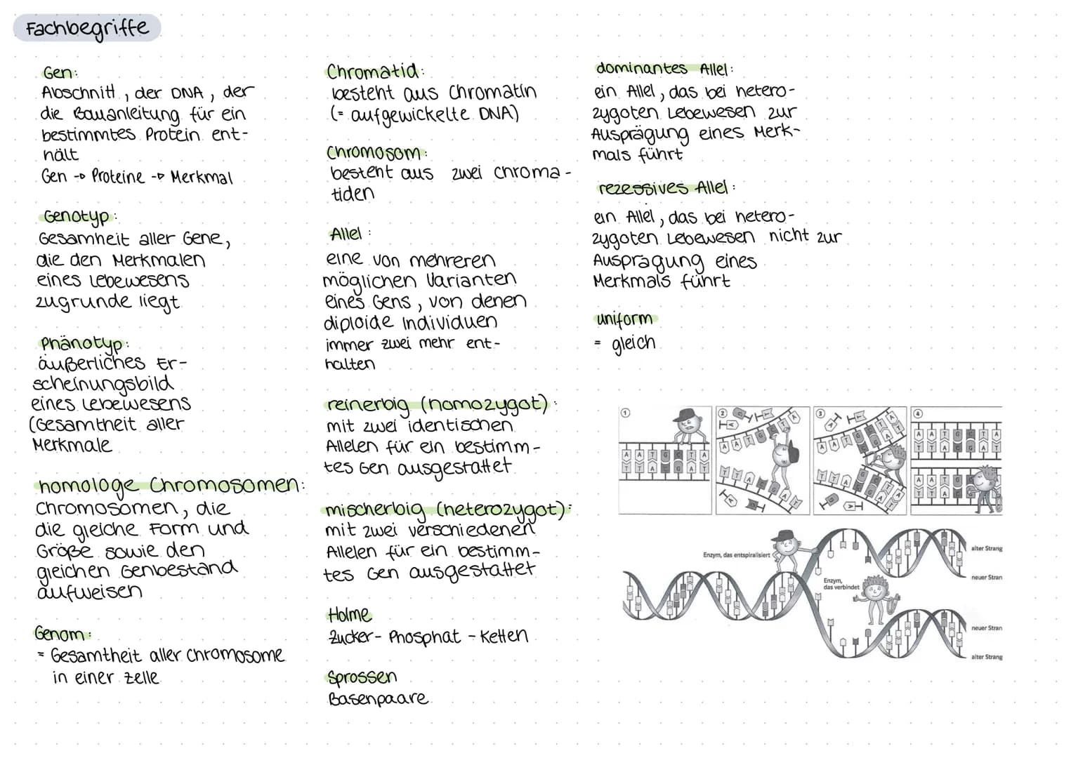 biologie
Zellteilung und wachstum
(= Mitose mit Ablauf und Phasen)
())
8
O
Zellteilung, ONA,
Erbgänge
Zellplasma
•Spindelfaser
Äquatorialebe
