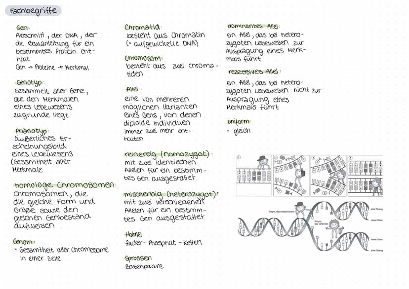 biologie
Zellteilung und wachstum
(= Mitose mit Ablauf und Phasen)
())
8
O
Zellteilung, ONA,
Erbgänge
Zellplasma
•Spindelfaser
Äquatorialebe