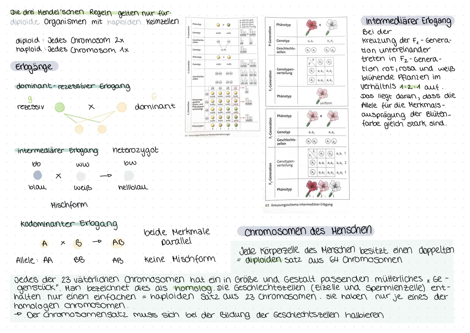 biologie
Zellteilung und wachstum
(= Mitose mit Ablauf und Phasen)
())
8
O
Zellteilung, ONA,
Erbgänge
Zellplasma
•Spindelfaser
Äquatorialebe