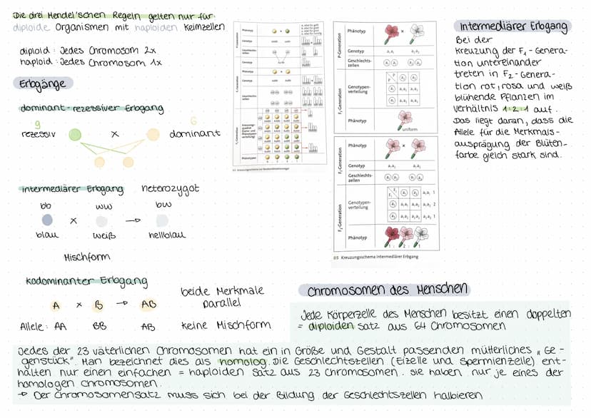biologie
Zellteilung und wachstum
(= Mitose mit Ablauf und Phasen)
())
8
O
Zellteilung, ONA,
Erbgänge
Zellplasma
•Spindelfaser
Äquatorialebe