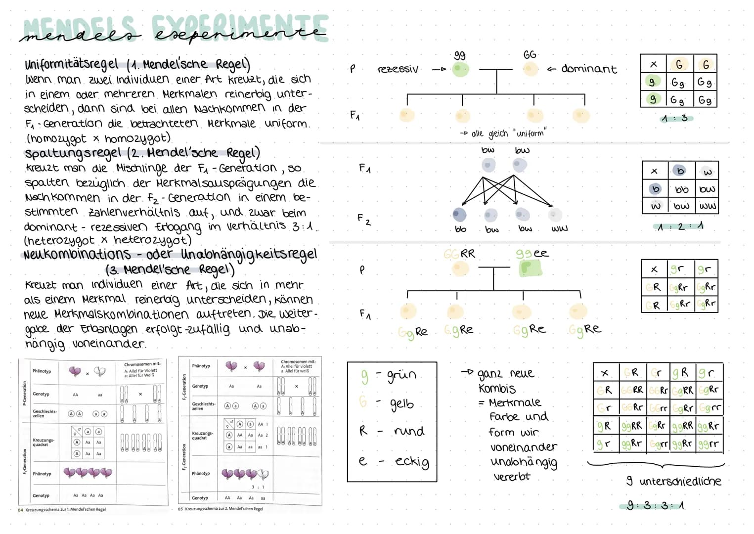 biologie
Zellteilung und wachstum
(= Mitose mit Ablauf und Phasen)
())
8
O
Zellteilung, ONA,
Erbgänge
Zellplasma
•Spindelfaser
Äquatorialebe
