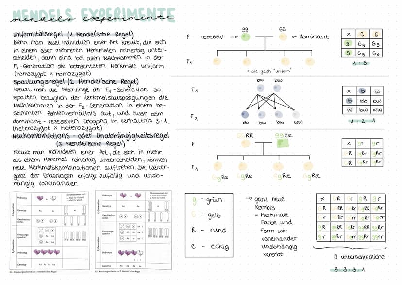 biologie
Zellteilung und wachstum
(= Mitose mit Ablauf und Phasen)
())
8
O
Zellteilung, ONA,
Erbgänge
Zellplasma
•Spindelfaser
Äquatorialebe
