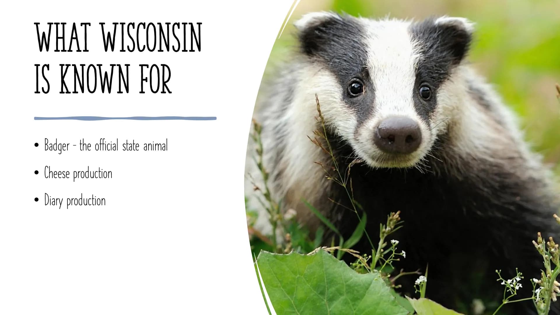 WISCONSIN INHALT:
●
●
Wisconsin
Geography
Attractions
What Wisconsin is known for
Famous sports teams
Pictures WISCONSIN
●
Is a state in the