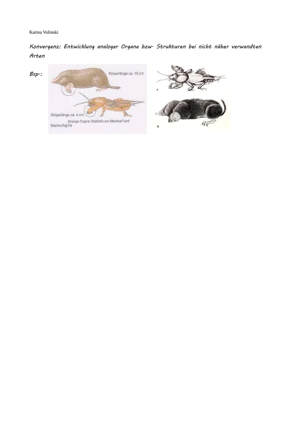 Karina Volinski
Evolution
.
Evolutionstheorien
1. Kreationismus
2. Linné
3. Katastrophentheorie
4. Lamarck
●
●
5. Darwin
6. Synthetische Evo