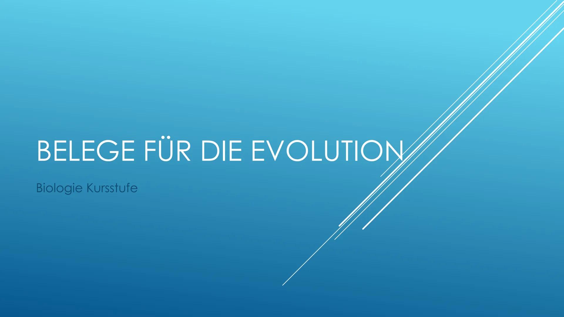 Belege für die Evolution
Belege aus der Morphologie und Anatomie:
1. Analogie
Unter Analogie versteht man die Ähnlichkeit, die aus gleicher 