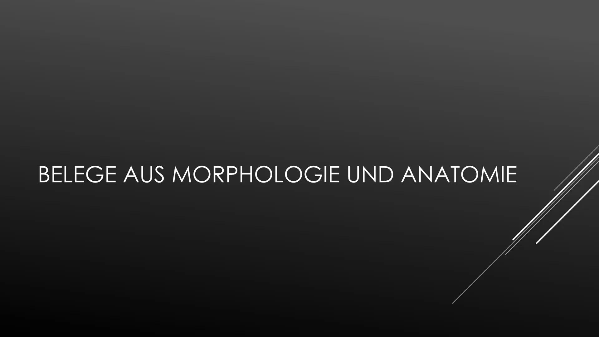 Belege für die Evolution
Belege aus der Morphologie und Anatomie:
1. Analogie
Unter Analogie versteht man die Ähnlichkeit, die aus gleicher 