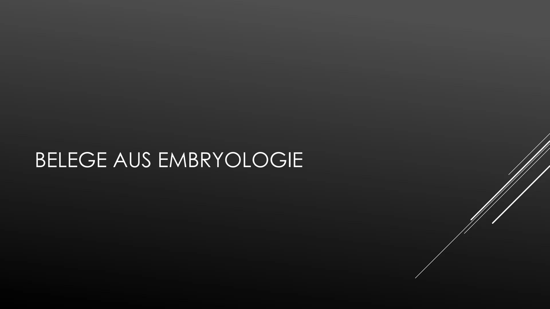 Belege für die Evolution
Belege aus der Morphologie und Anatomie:
1. Analogie
Unter Analogie versteht man die Ähnlichkeit, die aus gleicher 