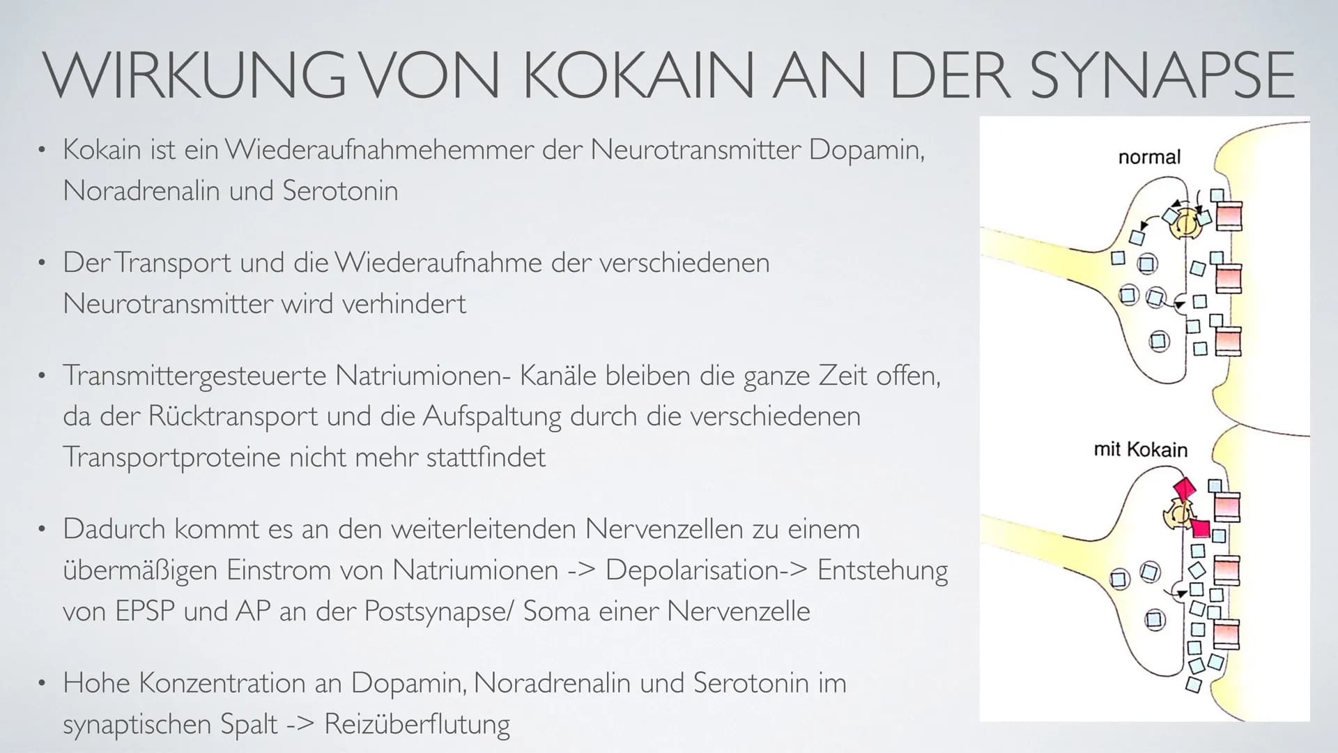 ,,Wenn der ,,Schnee" zu oft rieselt...
III
dann droht der Herzinfarkt!“ ●
●
KOKAIN
Herkunft & Fakten der Droge
Wirkung im Nervensystem
Folge