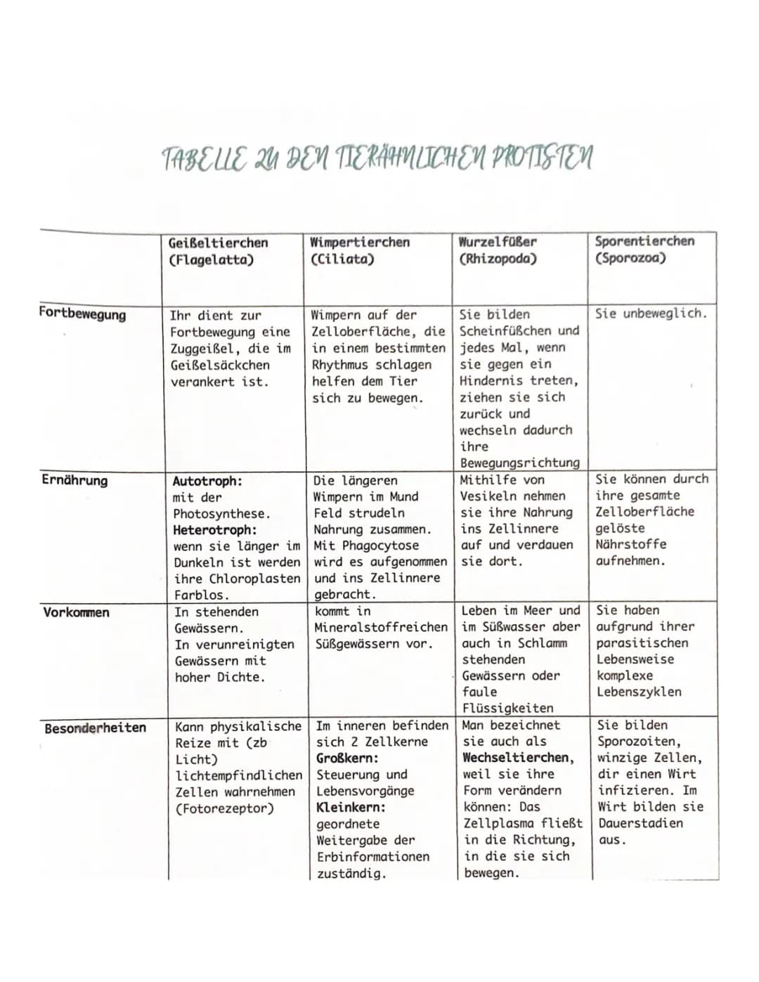 Protisten: Einzellige Eukaryoten und ihre Merkmale - Beispiele und Unterschiede