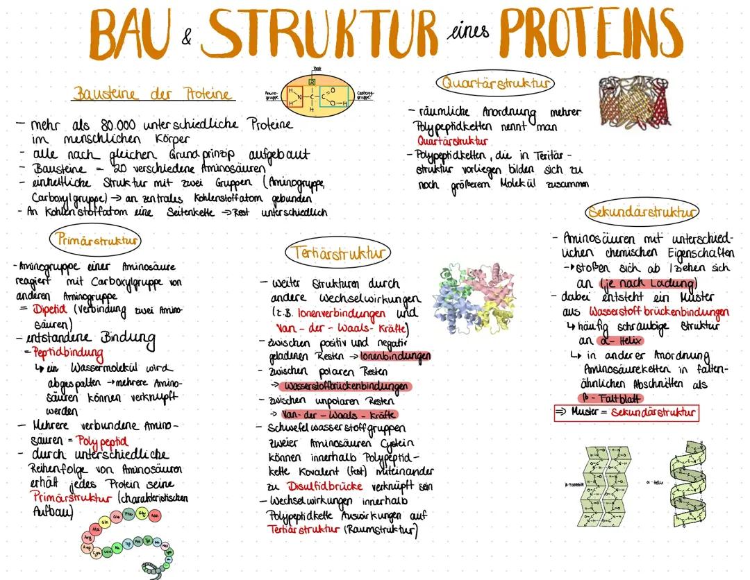 Aufbau Proteinstrukturen 