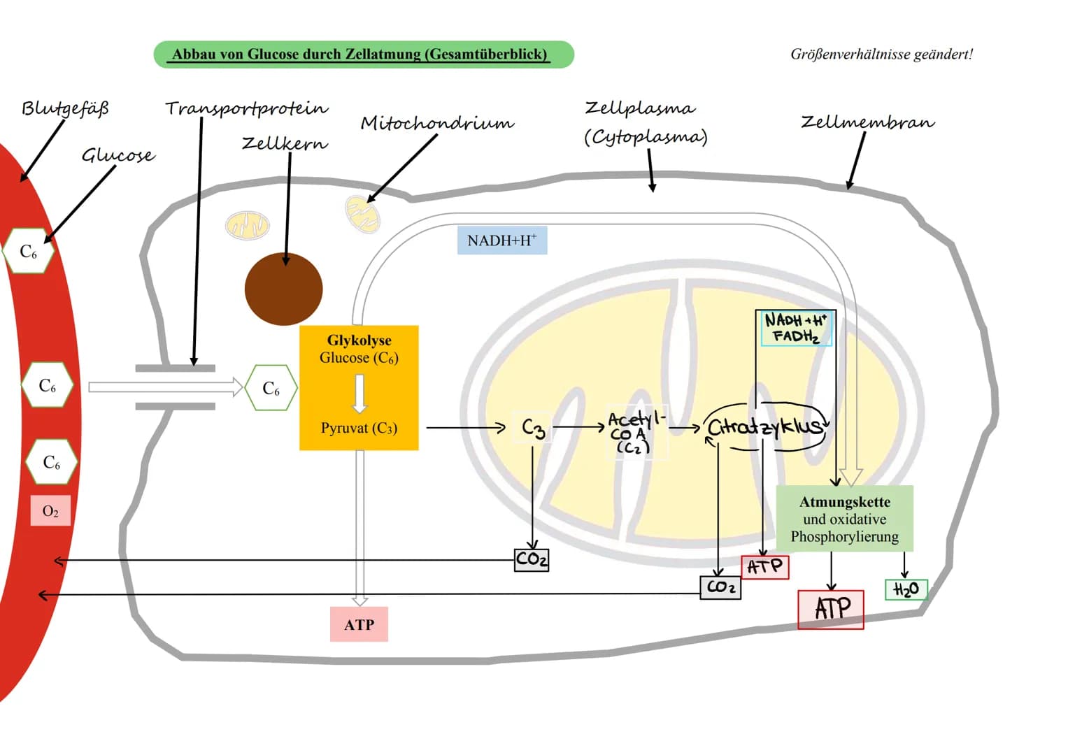 Blutgefäß
C6
0₂
Glucose
Abbau von Glucose durch Zellatmung (Gesamtüberblick)
Transportprotein
Zellkern
C6
Mitochondrium
Glykolyse
Glucose (C