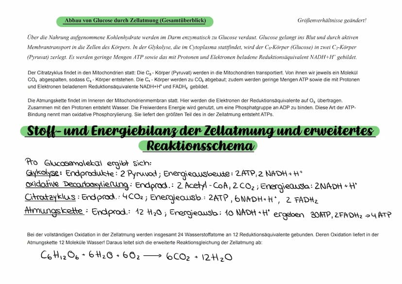 Blutgefäß
C6
0₂
Glucose
Abbau von Glucose durch Zellatmung (Gesamtüberblick)
Transportprotein
Zellkern
C6
Mitochondrium
Glykolyse
Glucose (C