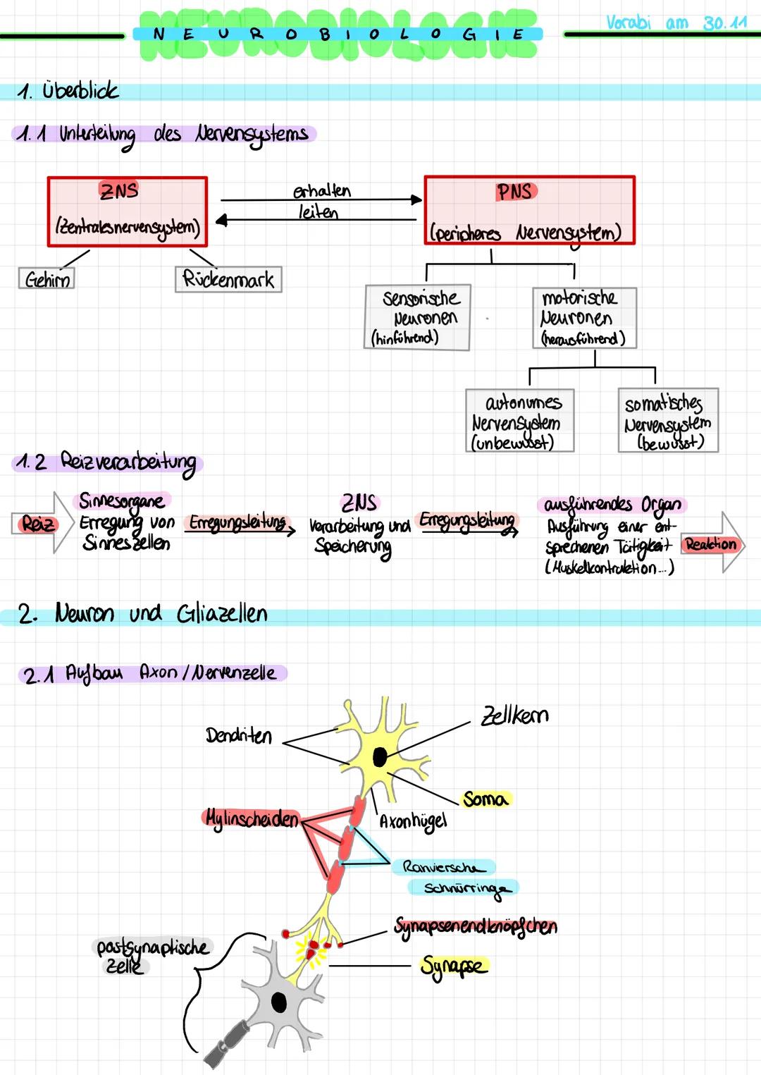# NEUROBIOLOGIE

Vorabi am 30.11

1.  Überblick

1.1 Unterteilung des Nervensystems

ZNS
erhalten
leiten
PNS
(Zentraks nervensystem)
(periph