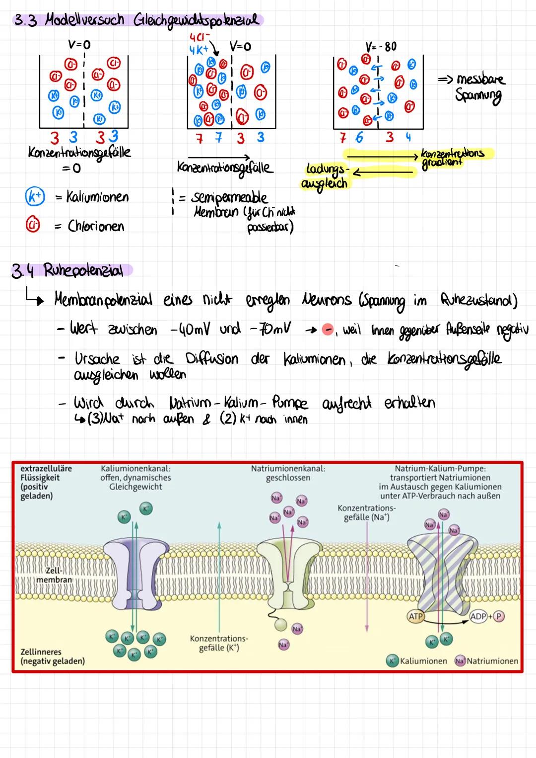 # NEUROBIOLOGIE

Vorabi am 30.11

1.  Überblick

1.1 Unterteilung des Nervensystems

ZNS
erhalten
leiten
PNS
(Zentraks nervensystem)
(periph