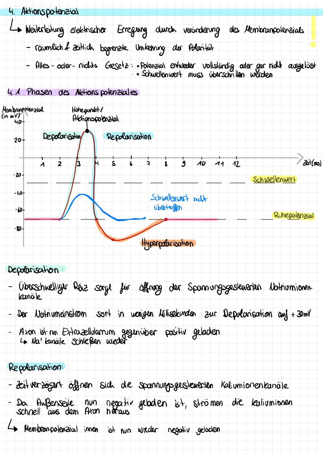 # NEUROBIOLOGIE

Vorabi am 30.11

1.  Überblick

1.1 Unterteilung des Nervensystems

ZNS
erhalten
leiten
PNS
(Zentraks nervensystem)
(periph