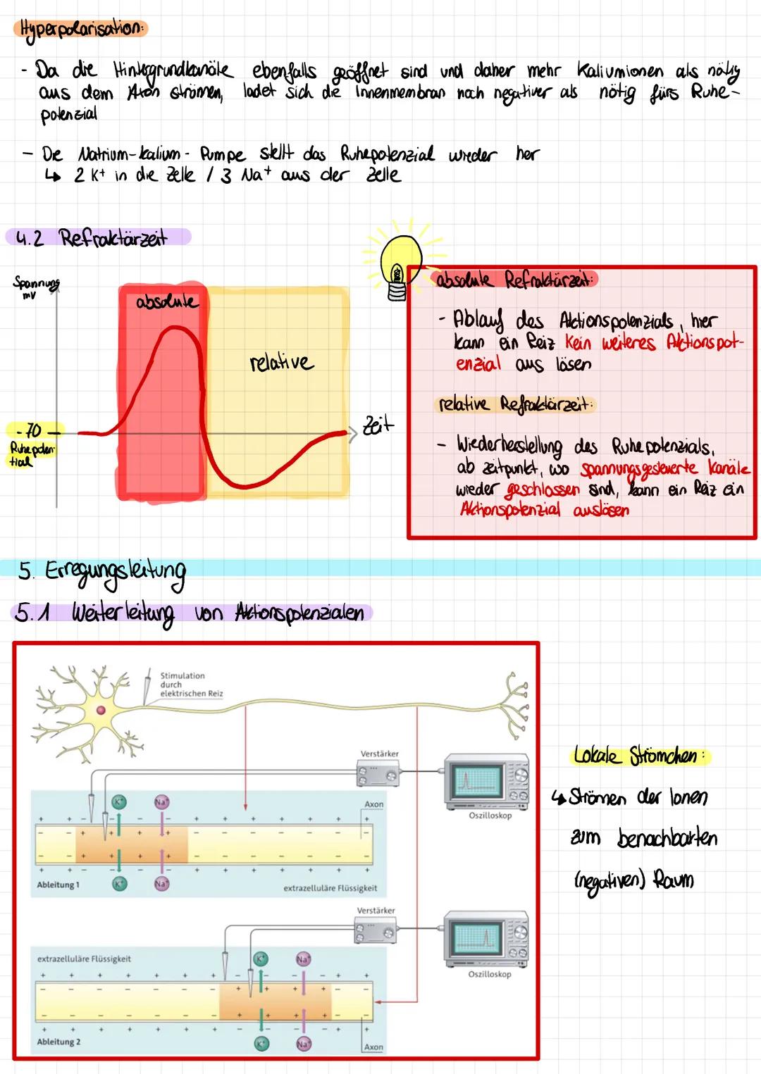 # NEUROBIOLOGIE

Vorabi am 30.11

1.  Überblick

1.1 Unterteilung des Nervensystems

ZNS
erhalten
leiten
PNS
(Zentraks nervensystem)
(periph