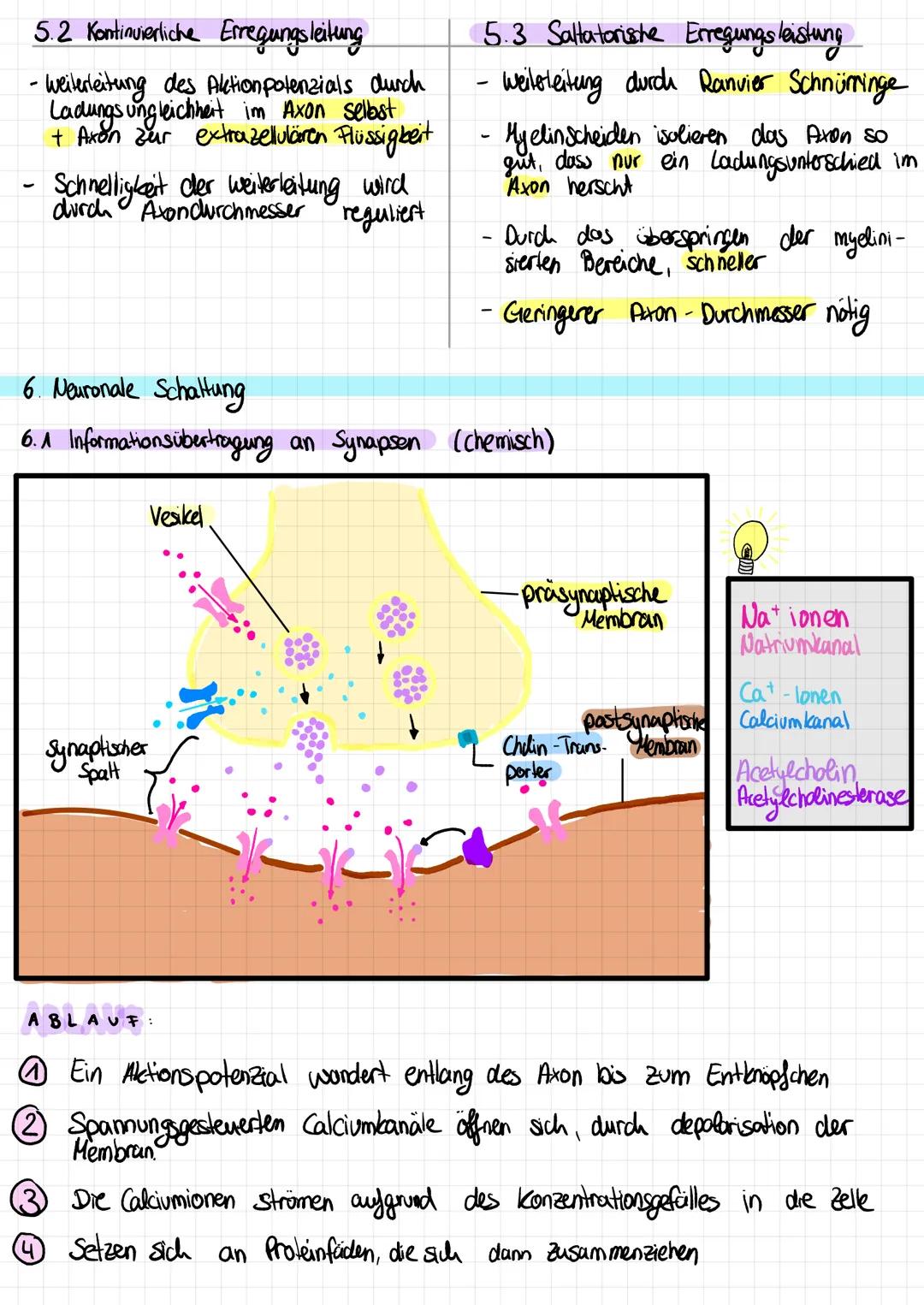 # NEUROBIOLOGIE

Vorabi am 30.11

1.  Überblick

1.1 Unterteilung des Nervensystems

ZNS
erhalten
leiten
PNS
(Zentraks nervensystem)
(periph
