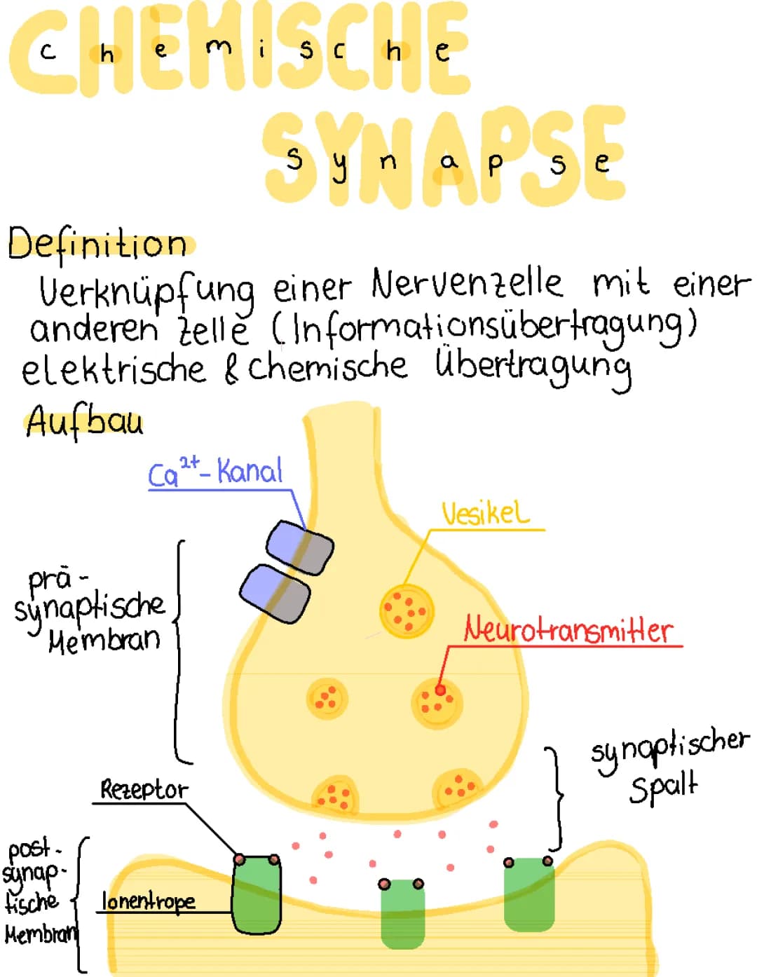 Chemische Synapse + Synapsengifte
