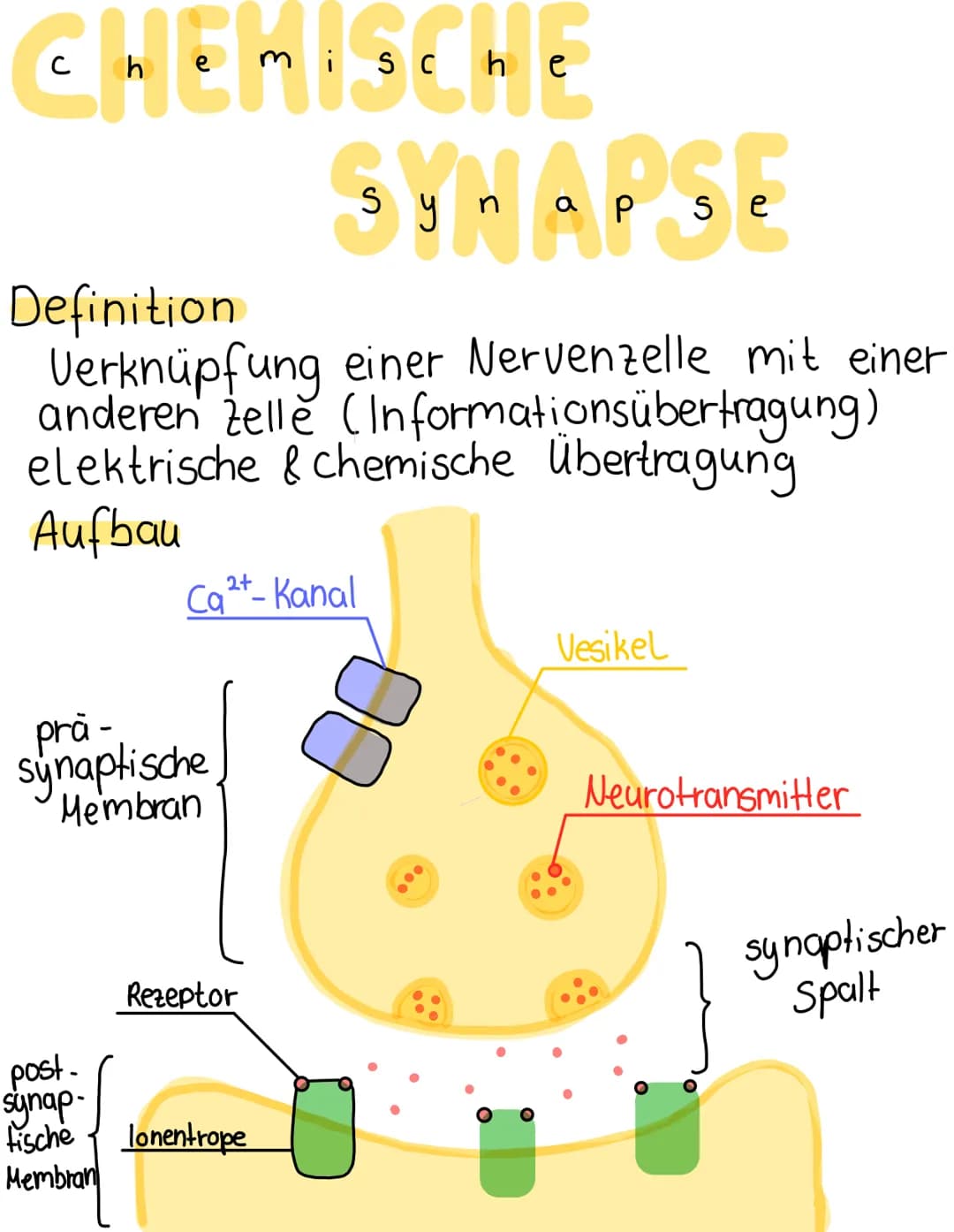 Chemische
synapse
Definition
Verknüpfung einer Nervenzelle mit einer
anderen zelle (Informationsübertragung)
elektrische & chemische Übertra