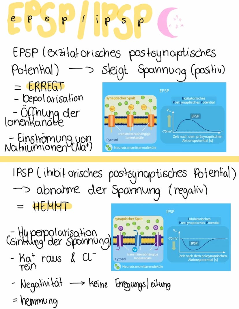 Chemische
synapse
Definition
Verknüpfung einer Nervenzelle mit einer
anderen zelle (Informationsübertragung)
elektrische & chemische Übertra