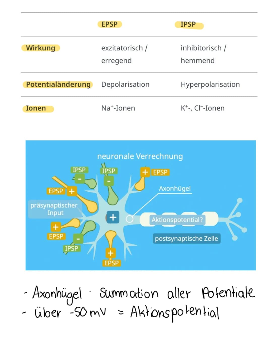 Chemische
synapse
Definition
Verknüpfung einer Nervenzelle mit einer
anderen zelle (Informationsübertragung)
elektrische & chemische Übertra