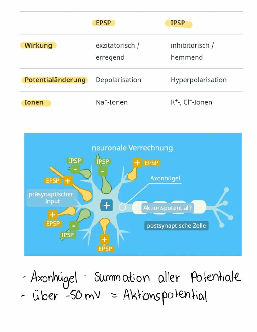 Chemische
synapse
Definition
Verknüpfung einer Nervenzelle mit einer
anderen zelle (Informationsübertragung)
elektrische & chemische Übertra