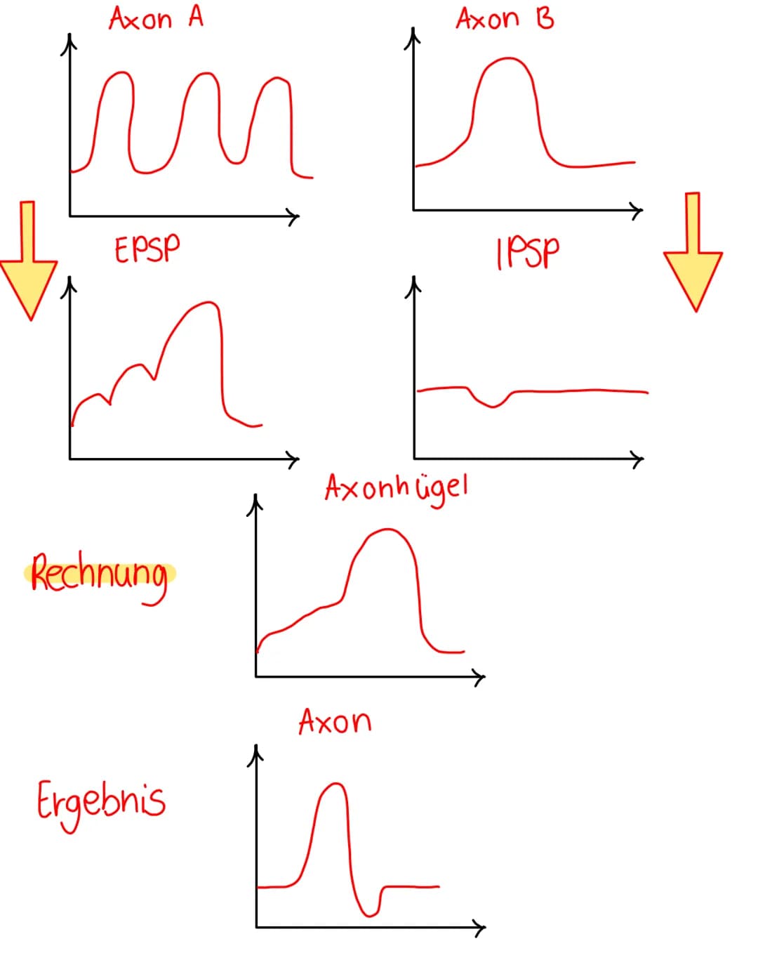 Chemische
synapse
Definition
Verknüpfung einer Nervenzelle mit einer
anderen zelle (Informationsübertragung)
elektrische & chemische Übertra