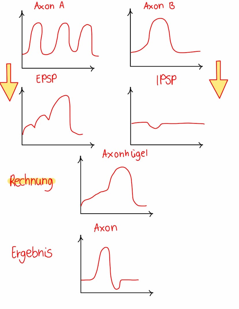 Chemische
synapse
Definition
Verknüpfung einer Nervenzelle mit einer
anderen zelle (Informationsübertragung)
elektrische & chemische Übertra
