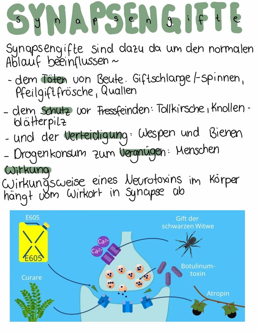 Chemische
synapse
Definition
Verknüpfung einer Nervenzelle mit einer
anderen zelle (Informationsübertragung)
elektrische & chemische Übertra