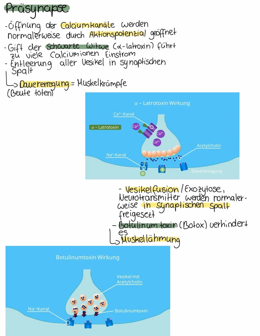 Chemische
synapse
Definition
Verknüpfung einer Nervenzelle mit einer
anderen zelle (Informationsübertragung)
elektrische & chemische Übertra