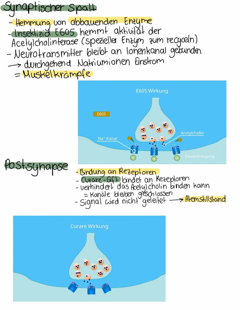 Chemische
synapse
Definition
Verknüpfung einer Nervenzelle mit einer
anderen zelle (Informationsübertragung)
elektrische & chemische Übertra