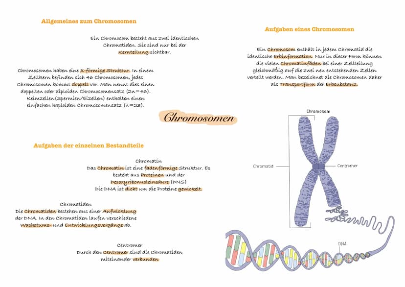 O Phosphat
O
Zucker (Desoxyribose)
Adenin (
Thymin
Cytosin
Guanin
с
T
organische Base
Adenin Thymin
Cytosin Guanin
Bestandteile eines
Nucleo