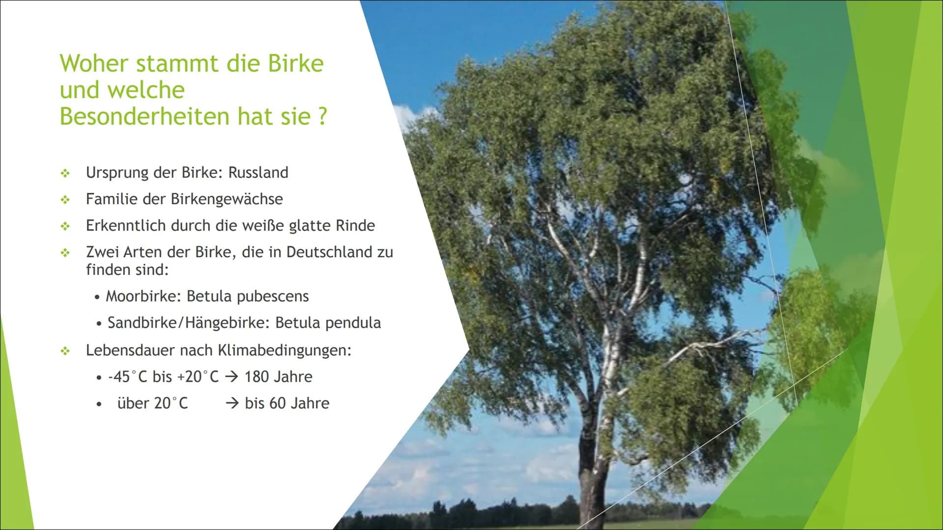 Die Birke
Eine Präsentation zur Birke Zusammenfassung der Birke
Die Präsentation des
Themas,Die Birke", handelt
von z.B. den Besonderheiten,