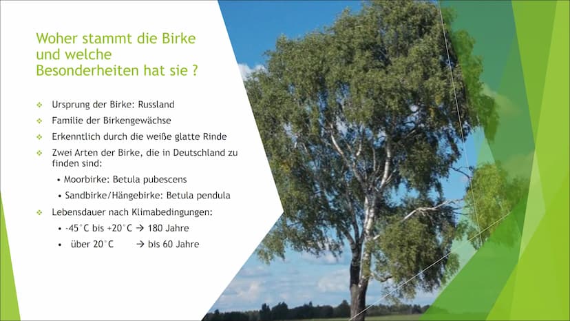Die Birke
Eine Präsentation zur Birke Zusammenfassung der Birke
Die Präsentation des
Themas,Die Birke", handelt
von z.B. den Besonderheiten,