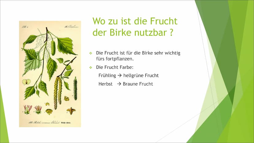 Die Birke
Eine Präsentation zur Birke Zusammenfassung der Birke
Die Präsentation des
Themas,Die Birke", handelt
von z.B. den Besonderheiten,