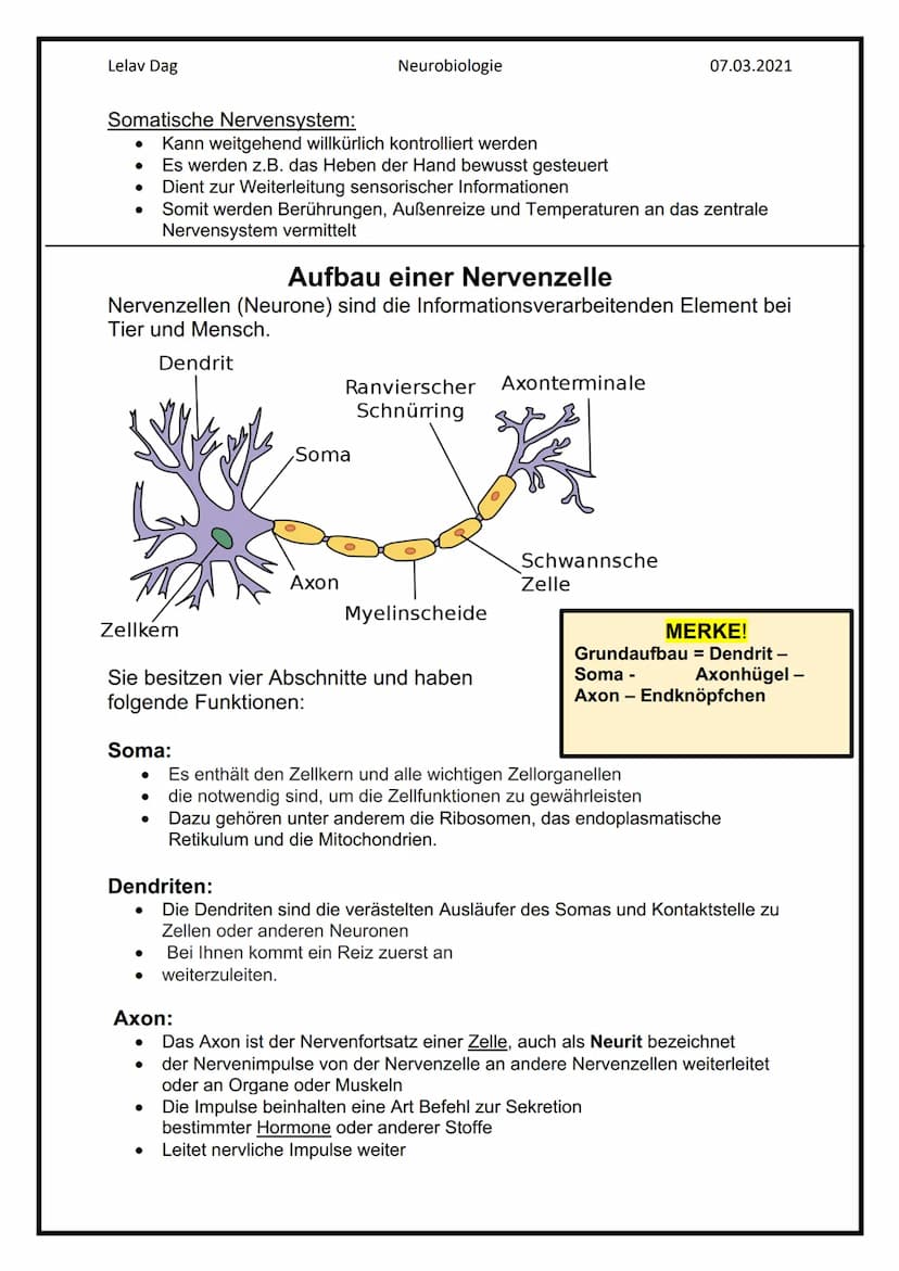 Lelav Dag
●
Das Nervensystem
Das Nervensystem umfasst alle Nervenzellen des menschlichen Körpers.
Mit ihm kommuniziert er mit der Umwelt und