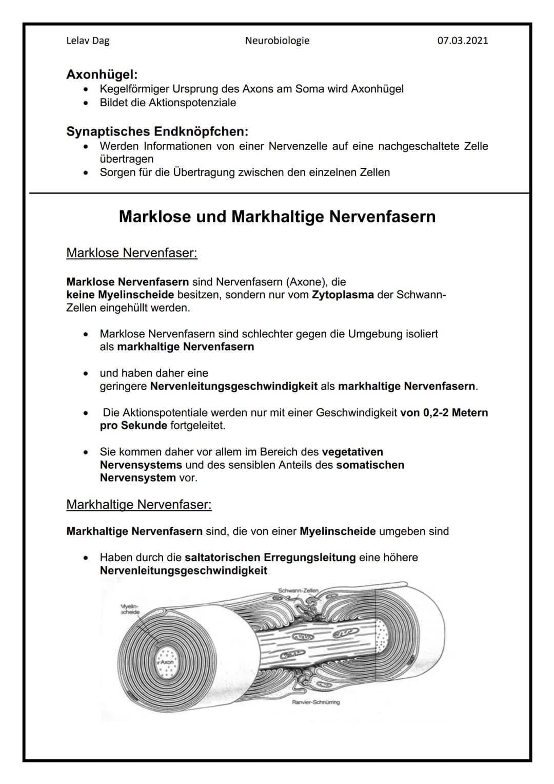 Lelav Dag
●
Das Nervensystem
Das Nervensystem umfasst alle Nervenzellen des menschlichen Körpers.
Mit ihm kommuniziert er mit der Umwelt und