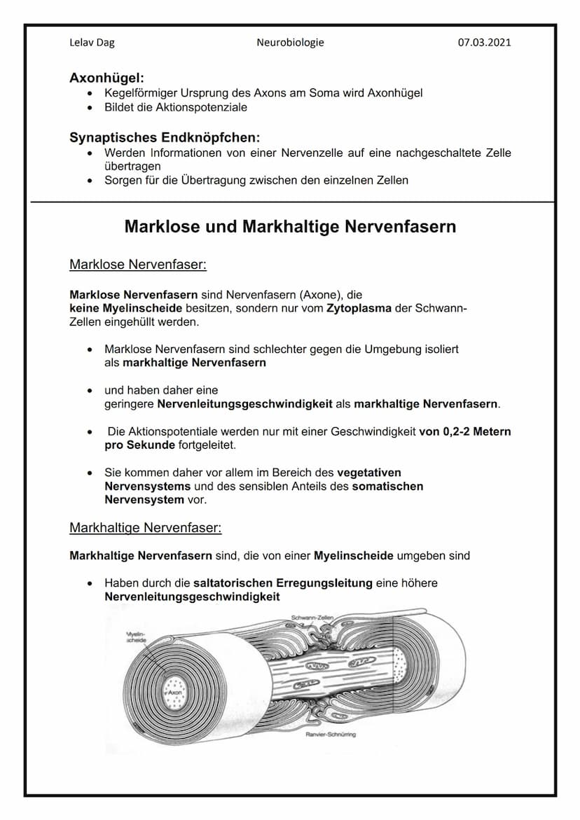 Lelav Dag
●
Das Nervensystem
Das Nervensystem umfasst alle Nervenzellen des menschlichen Körpers.
Mit ihm kommuniziert er mit der Umwelt und