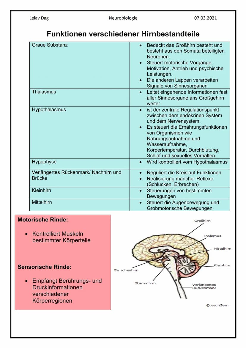 Lelav Dag
●
Das Nervensystem
Das Nervensystem umfasst alle Nervenzellen des menschlichen Körpers.
Mit ihm kommuniziert er mit der Umwelt und