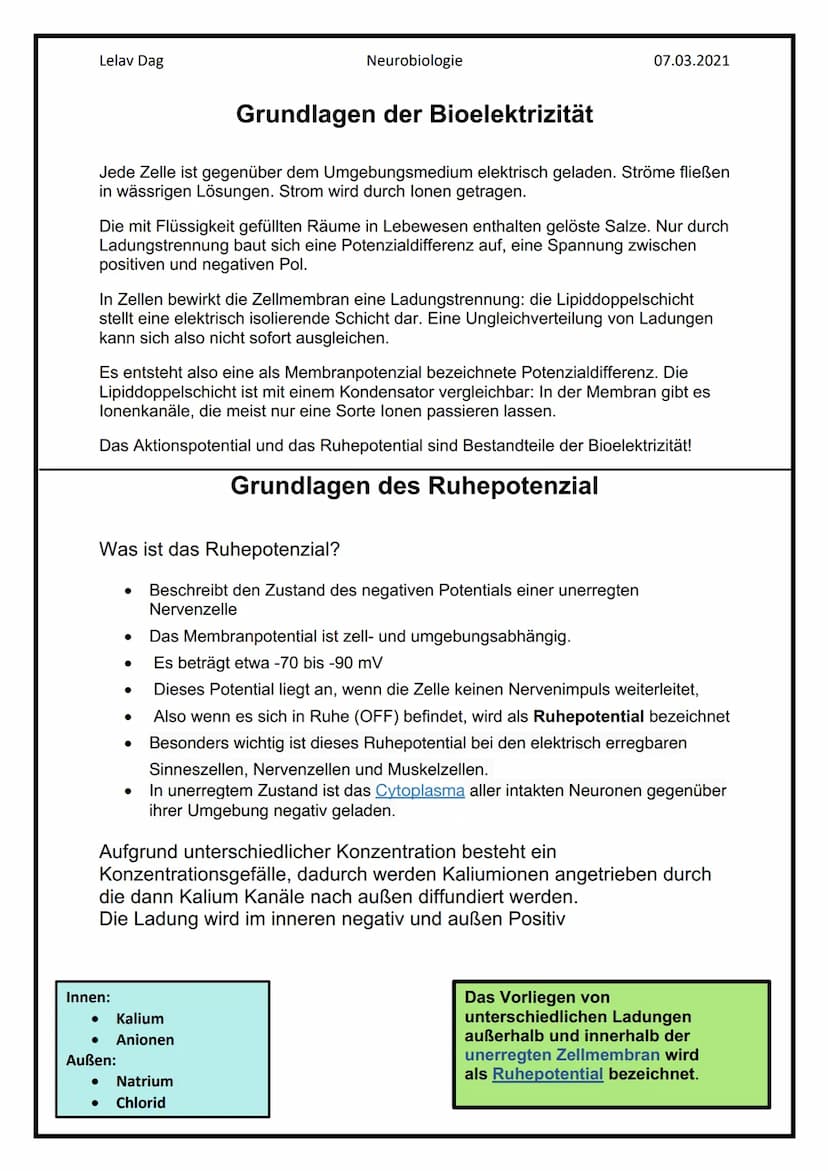 Lelav Dag
●
Das Nervensystem
Das Nervensystem umfasst alle Nervenzellen des menschlichen Körpers.
Mit ihm kommuniziert er mit der Umwelt und