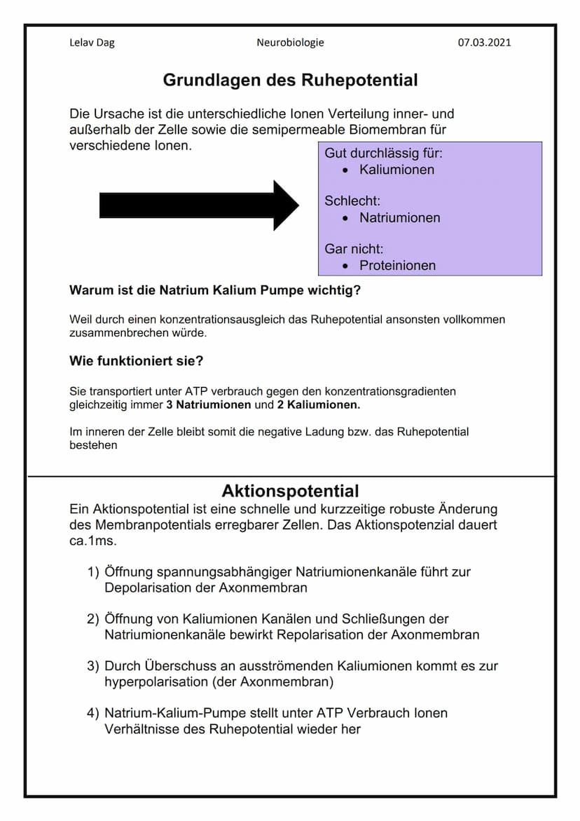 Lelav Dag
●
Das Nervensystem
Das Nervensystem umfasst alle Nervenzellen des menschlichen Körpers.
Mit ihm kommuniziert er mit der Umwelt und