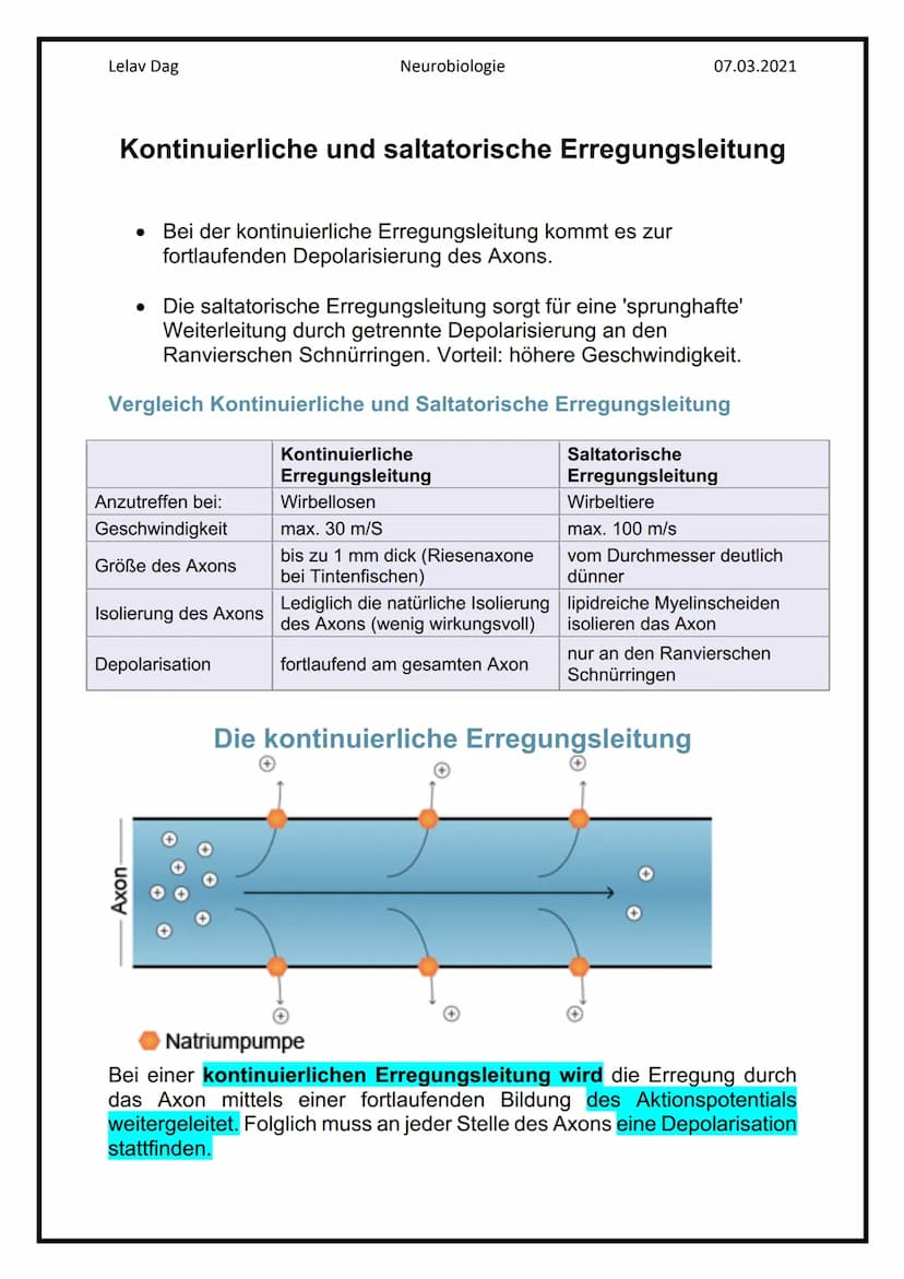 Lelav Dag
●
Das Nervensystem
Das Nervensystem umfasst alle Nervenzellen des menschlichen Körpers.
Mit ihm kommuniziert er mit der Umwelt und