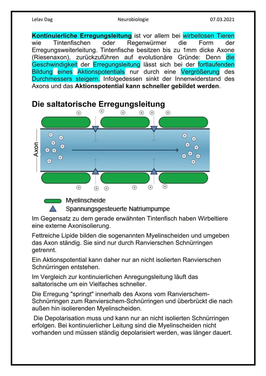 Lelav Dag
●
Das Nervensystem
Das Nervensystem umfasst alle Nervenzellen des menschlichen Körpers.
Mit ihm kommuniziert er mit der Umwelt und