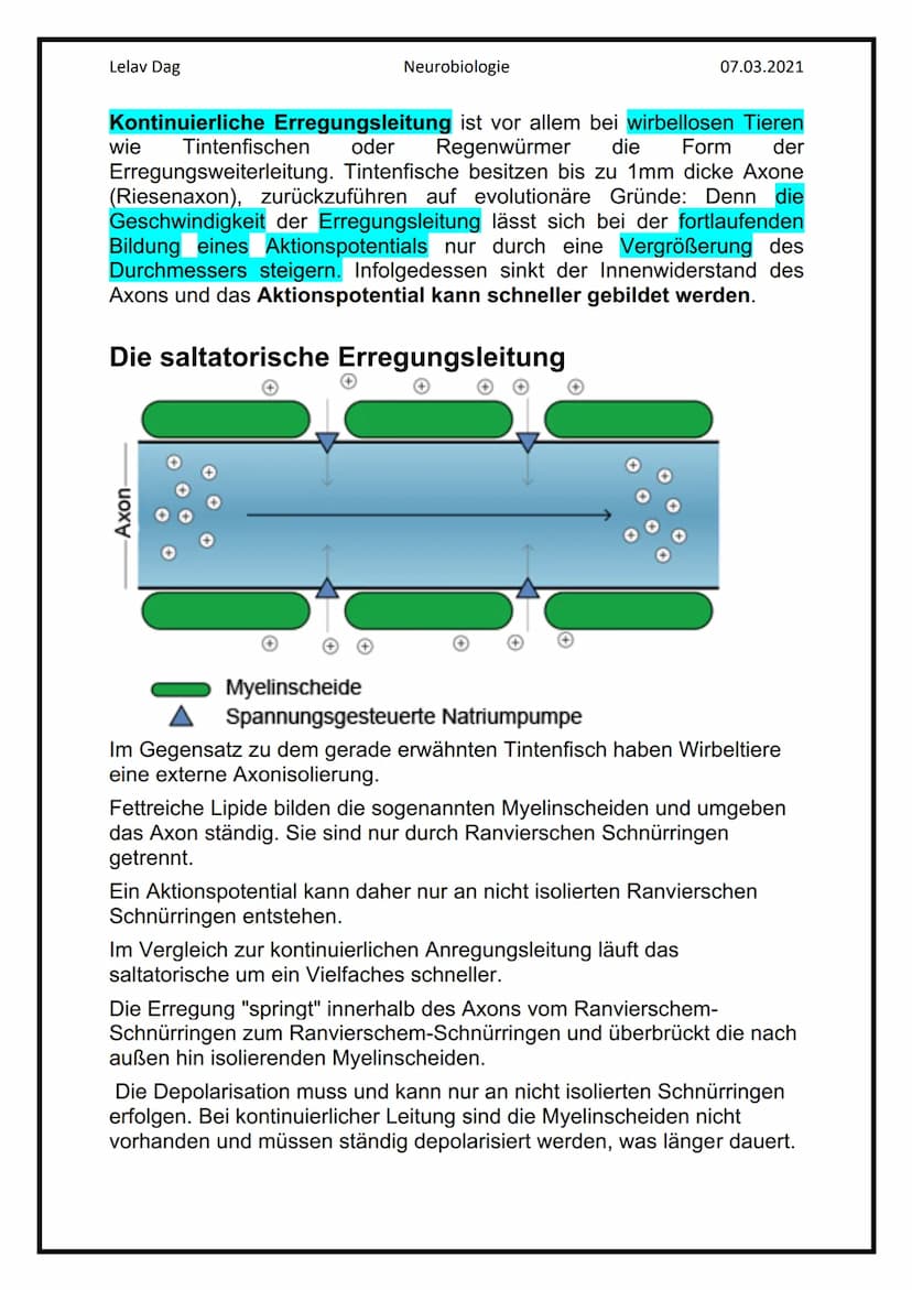 Lelav Dag
●
Das Nervensystem
Das Nervensystem umfasst alle Nervenzellen des menschlichen Körpers.
Mit ihm kommuniziert er mit der Umwelt und